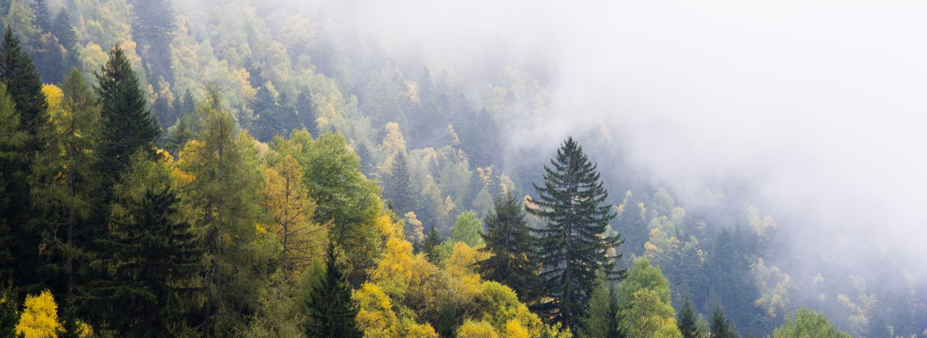 About Us Small Town Knife Shop Eagle Valley Cutlery